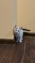  Мъжко коте, снимка 2