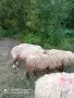Продавам кочове, снимка 2