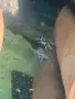 L236 pleco - 3+ см, снимка 5