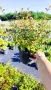 Абелия Грандифлора Прострата, Аbelia Grandiflora Prostrata!!!, снимка 8