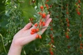 ❤️🌿🧡 ГОДЖИ БЕРИ (Lycium barbarum), снимка 1