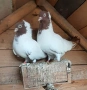 Продавам монахини, снимка 3