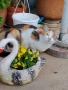 Подарявам две котки, снимка 8