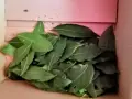 Сушени дафинови листа и пресен дафинов лист Лавър Дафина Розмарин Гинко билоба -листа,семена,фиданки, снимка 8