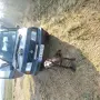 Малки Курцхаари, снимка 7