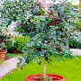 Ягодова гуава (Psidium cattleyanum) – екзотично плодно растение с ароматни плодове, снимка 6