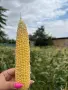 🌽Сладка Царевица OVERLAND 🌽, снимка 5