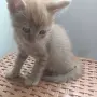 Подаряват се 2 котета, снимка 2