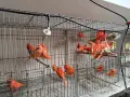 Червении и къдрави канарчета, снимка 4
