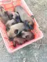 Продават се кученца белгийска овчарка , снимка 2