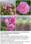 ПЛОДНИ ХРАСТИ В КОНТЕЙНЕРИ, снимка 10