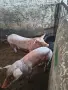 Продавам малки прасенца, снимка 2