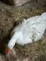 Селски гъски 2 женски с 1 мъжкар, снимка 2
