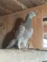Продавам пощенски гълъби , снимка 4