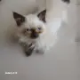 Коте порода Регдол, снимка 4