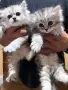 Персрсийска чинчила момиченце, снимка 3