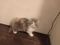 Персийски котенца , снимка 1