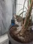 Подарявам малко мъжко котенце, снимка 3