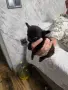 Продавам дългокосмести чихуа хуа , снимка 1