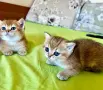 Британска късокосместа порода, 2 златисти котета, котка, домашни любимци, снимка 5