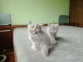 Британски котета, снимка 3