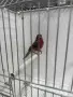 Мексикански чинки, снимка 9