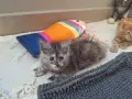 Котенца Мейн Куун , снимка 5