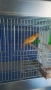 ПРОДАВАМ. МЪЖКО МЛАДО КАНАРЧЕ "ОРФЕЙ"ВНЕСЕНО ОТ НЯКОЛКО ДНИ ОТ МАКЕДОНИЯ. СКОПИЕ., снимка 1