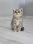 Британски късокосмести котета , снимка 3