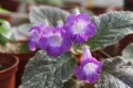 Еукодония, Еписция, eucodonia Adele, снимка 1