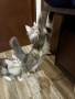 Мейн куун котенца , снимка 2