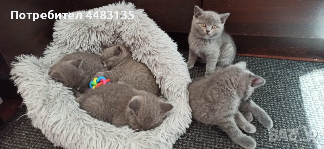 Котенца, снимка 3 - Британска късокосместа - 54756425