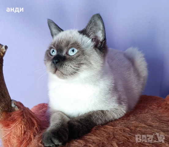 женска британска котка колорпойнт на 1 година 