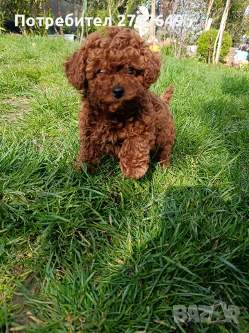 Той пудел момиче, снимка 5 - Пудели - 54066200