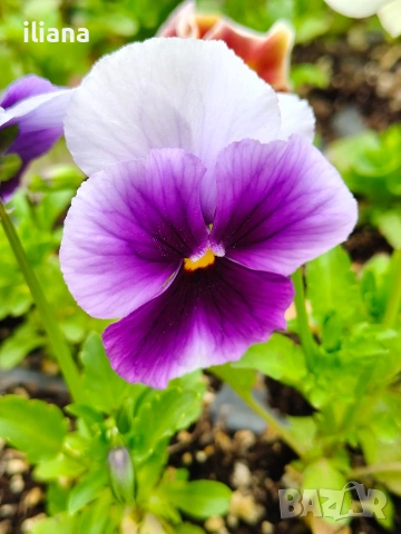 Продавам теменужки, снимка 15 - Градински цветя и растения - 54018869