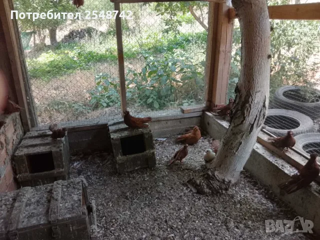 Двукачулати Гълъби , снимка 2 - Гълъби - 55673222