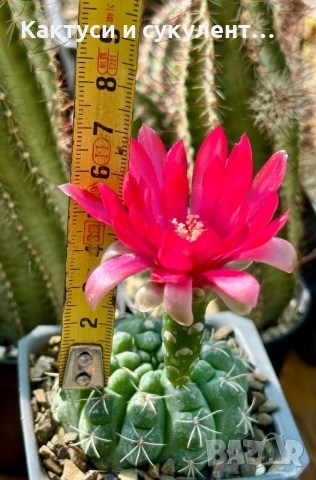 Кактус Gymnocalycium Baldianum цикламен цъфтеж уникално красив и голям цъфток 