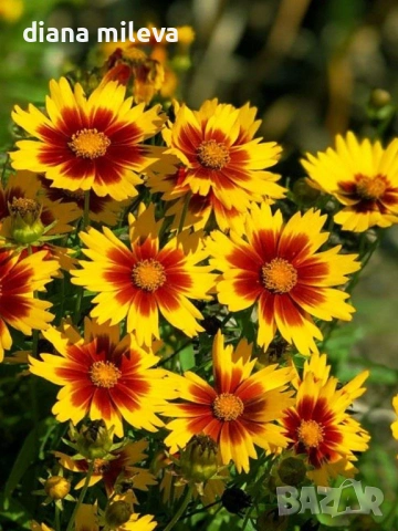 ореопсис Злато и Бронз, Coreopsis grandiflora UpTick™ Gold & Bronze, студоустойчив и многогодишен, снимка 5 - Градински цветя и растения - 54071950