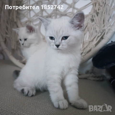 Мъжки Сребърни Британчета 