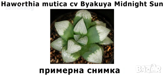 Хавортия Haworthia mutica cv Byakuya Midnight Sun Сукулентно растение 6-7 см