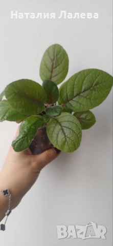 Синингия, Sinningia Summer Lyrics, снимка 5 - Стайни растения - 54188842