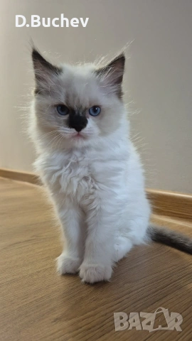 Ragdoll Cats / Регдол Котенца , снимка 14 - Други - 54549671