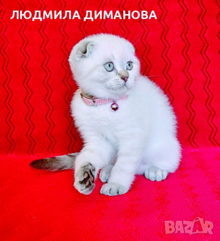 Шотландско мъжко , снимка 5 - Британска късокосместа - 54737564