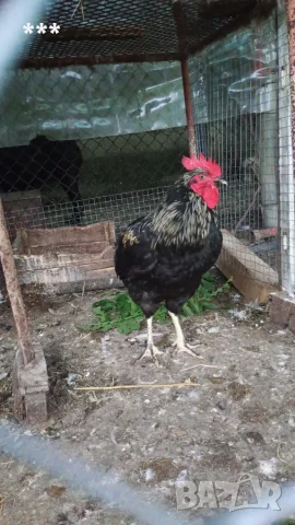 Продавам Ярки и Петли, снимка 2 - Кокошки и пуйки - 55514212