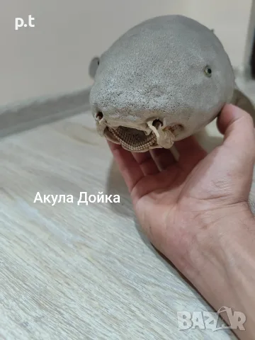 Препарирани акули , снимка 2 - Други животни - 55673868