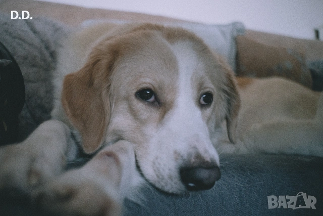 Обектив Revuenon-Special 35mm F2.8 (M42 резба), снимка 7 - Обективи и филтри - 54608958