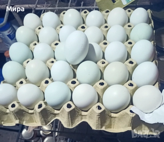 Сини и зелени Яйца за люпене и кокошки 
