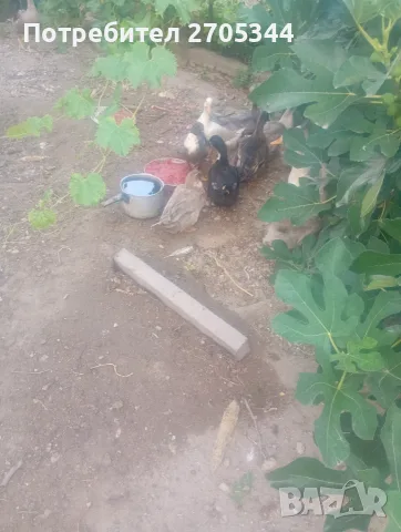 Патици намират се до Пазарджик, снимка 3 - Патици и гъски - 55367671
