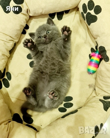 Британска късокосместа котка / British shorthair cat, снимка 3 - Британска късокосместа - 54824889