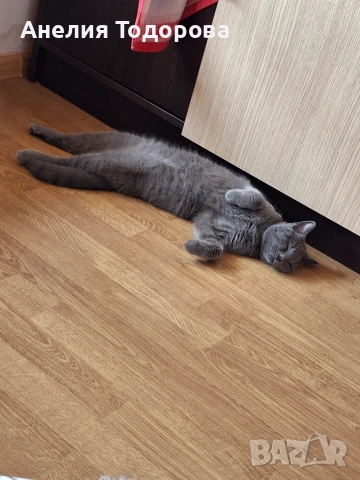 Синя британска късокосместа котка , снимка 4 - Британска късокосместа - 54986285